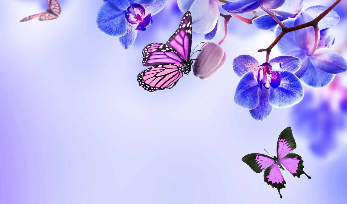цветы, бабочка, презентация, красивый, funart