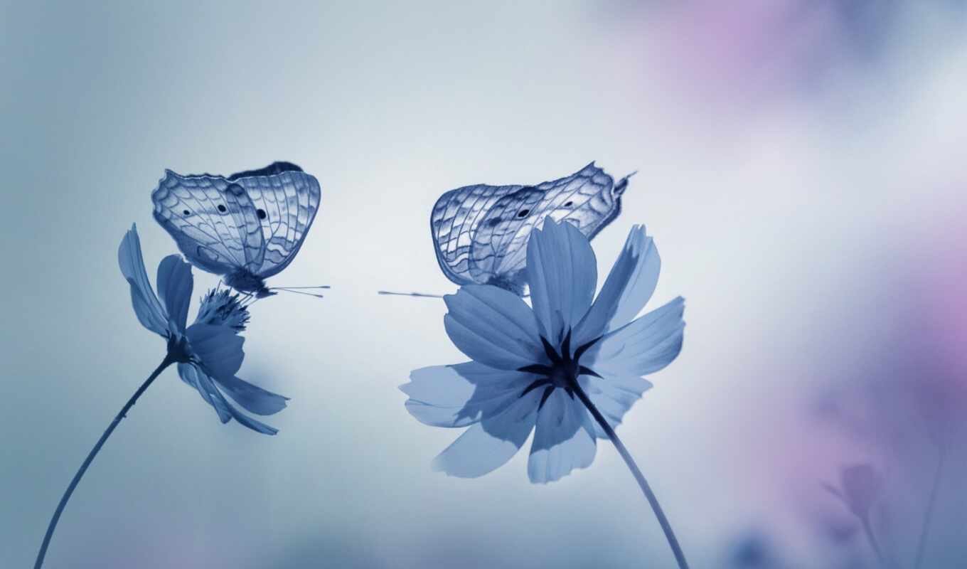 flowers, picture, butterfly, blurring