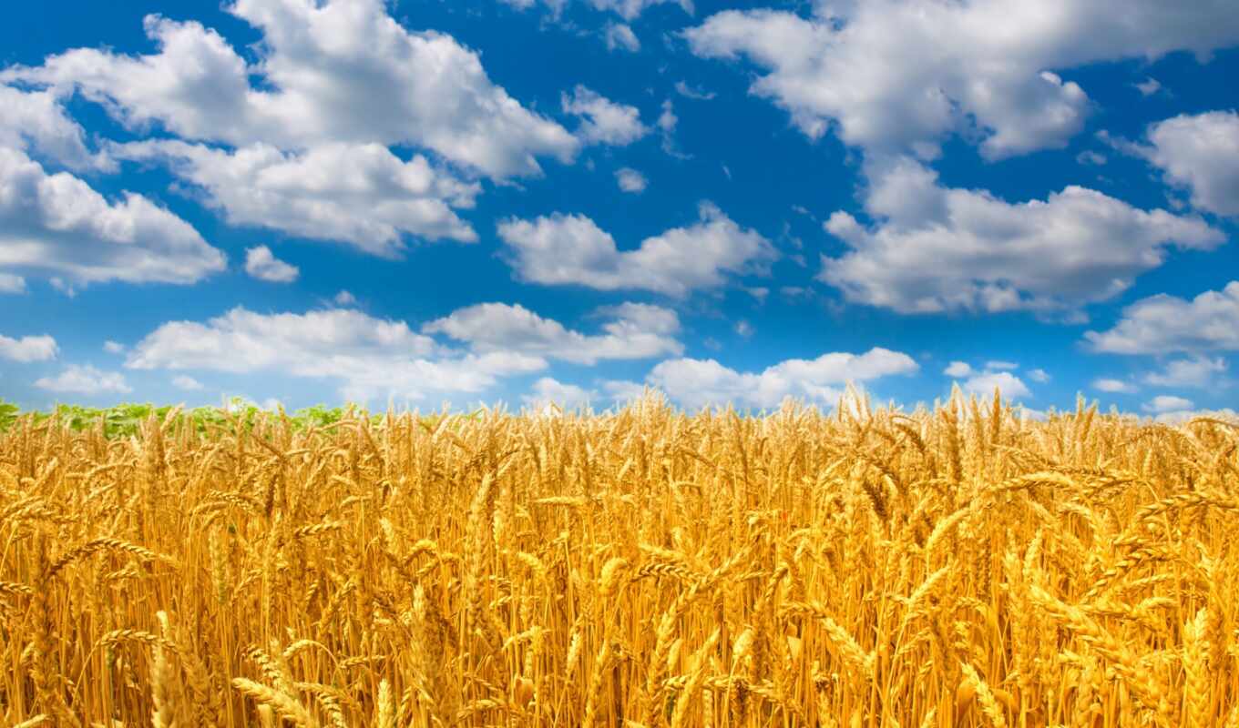 природа, небо, поле, пшеница