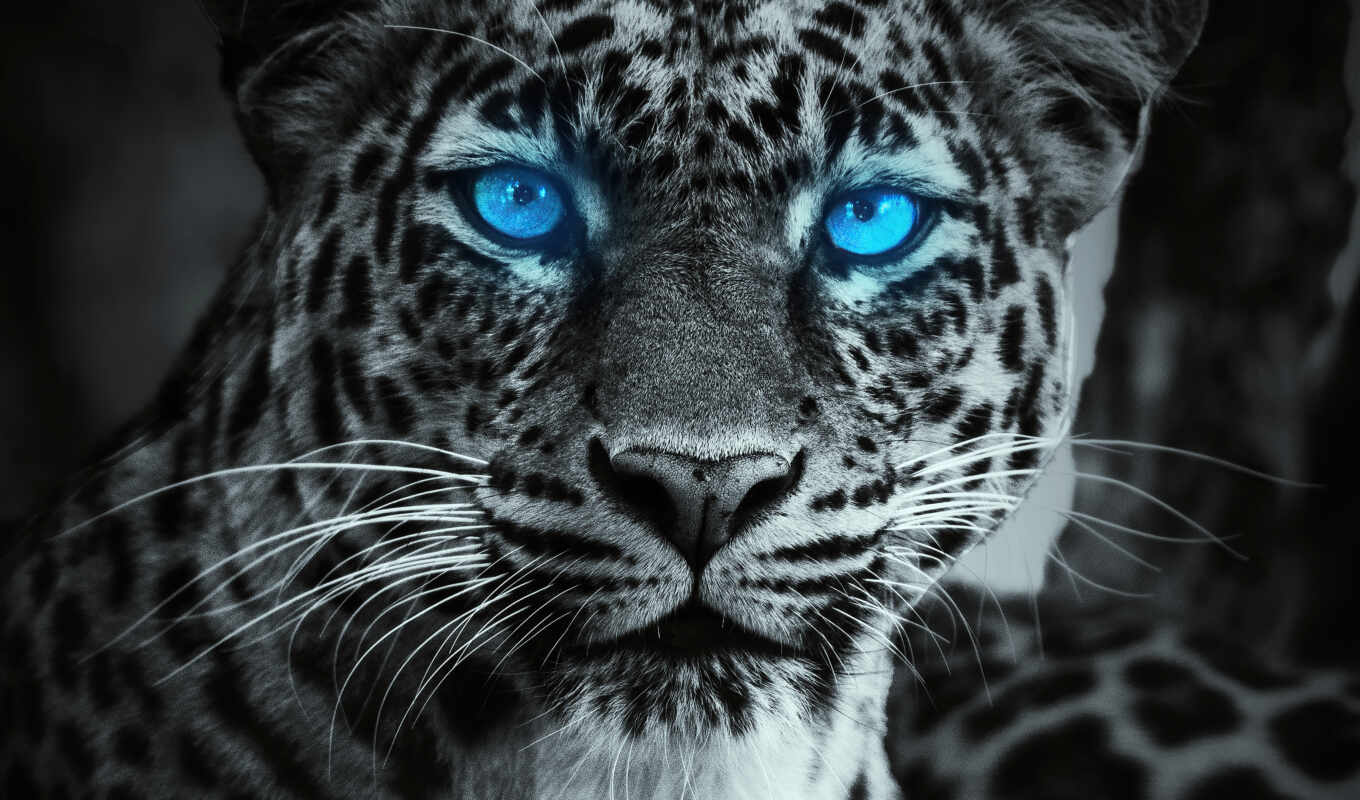 photo, blue, background, eye, glow, tiger