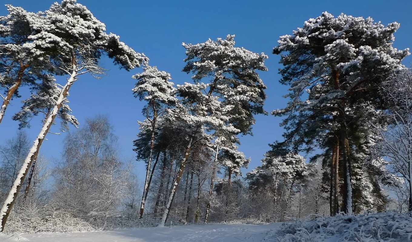 природа, дерево, снег, landscape, pine