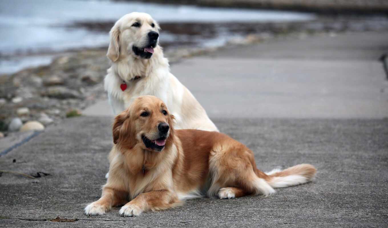 dog, golden, animal, retriever