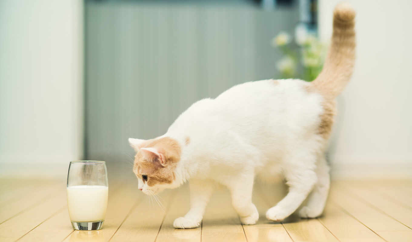 glass, кот, milk, пятнистый, poly