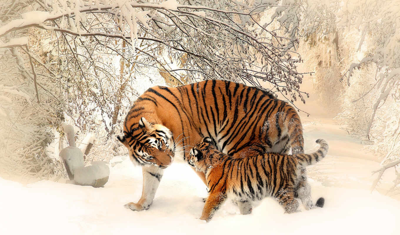 snow, tigers, winter