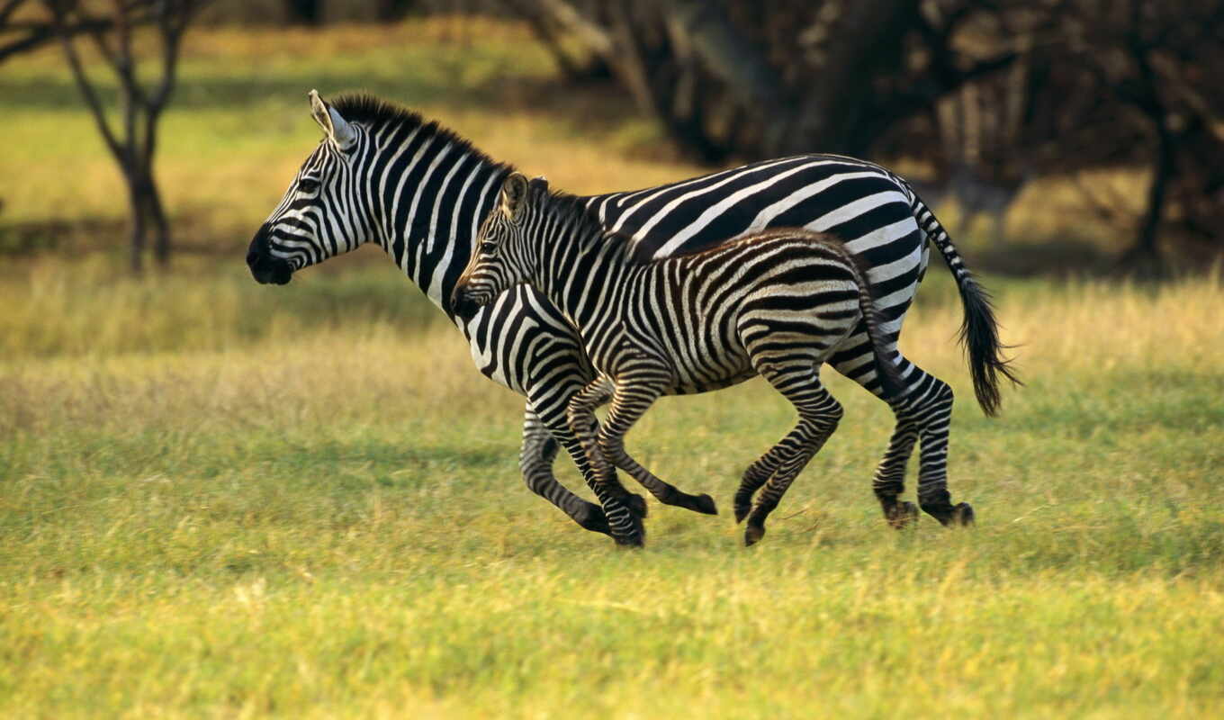 красивые, их, животных, яndex, zhivotnye, zebra, существует, зебры, зебр, снимки, стадные