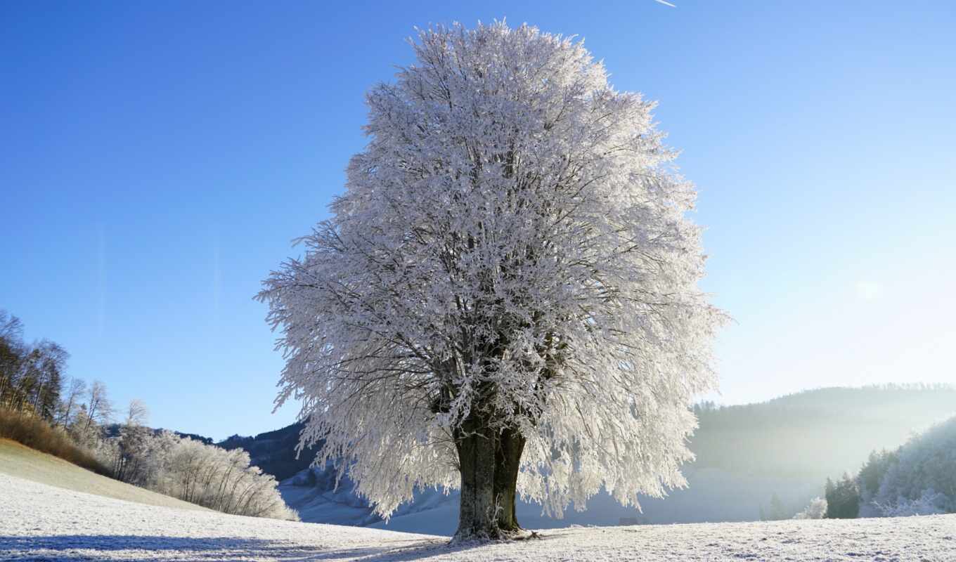 природа, дерево, снег, winter, год, интересно, день