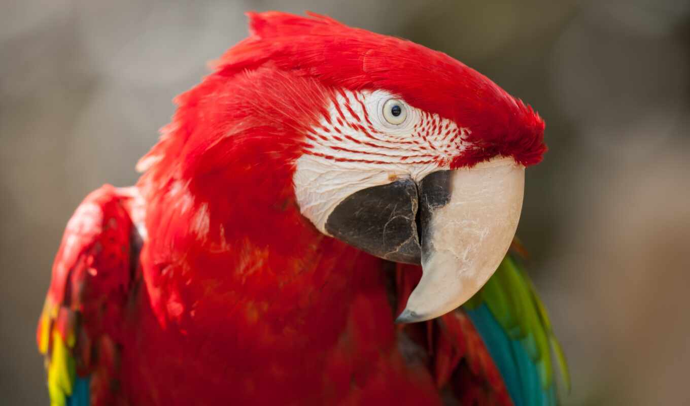 picture, red, green, bird, animal, macaw, crazy, emperor, scare