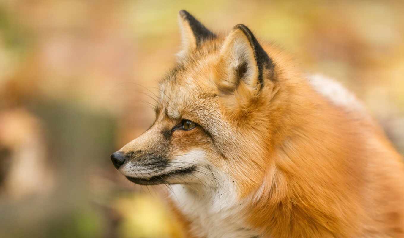 abstract, red, new, fox, animal, shape