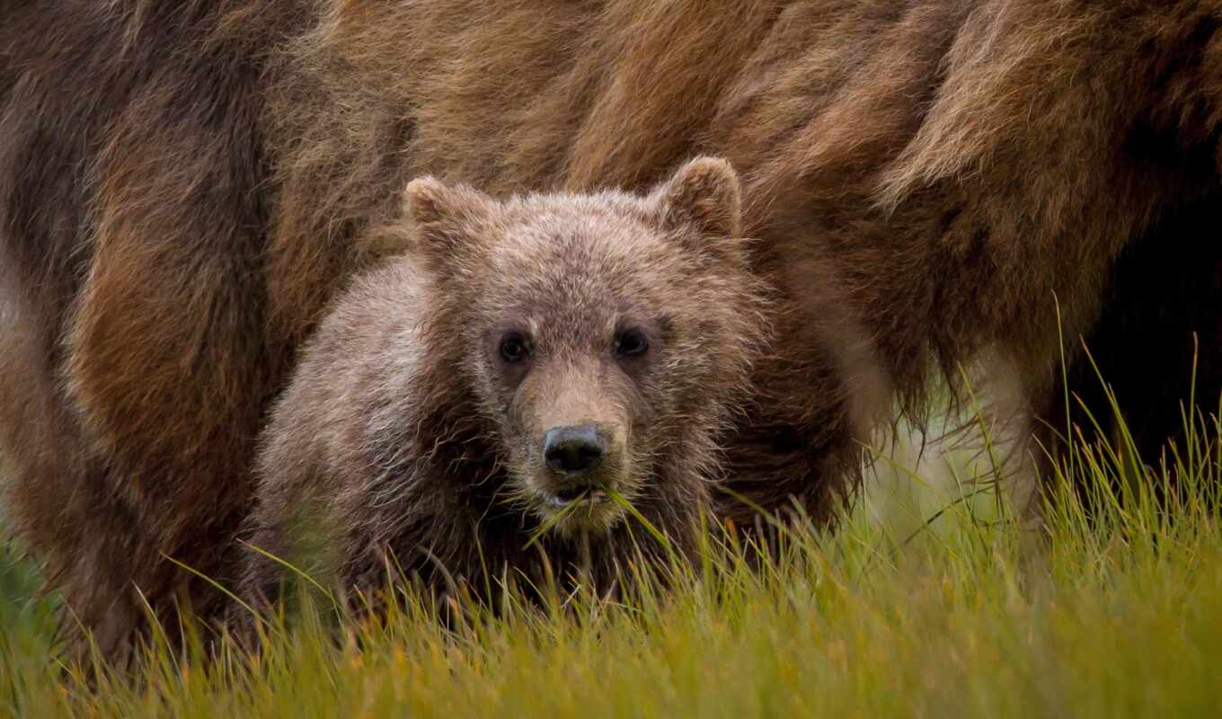 медведь, grizzly, oir