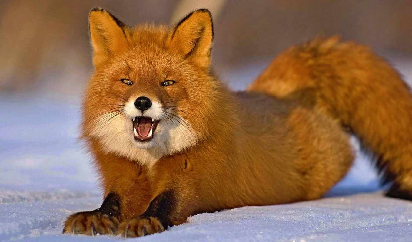 fox, because