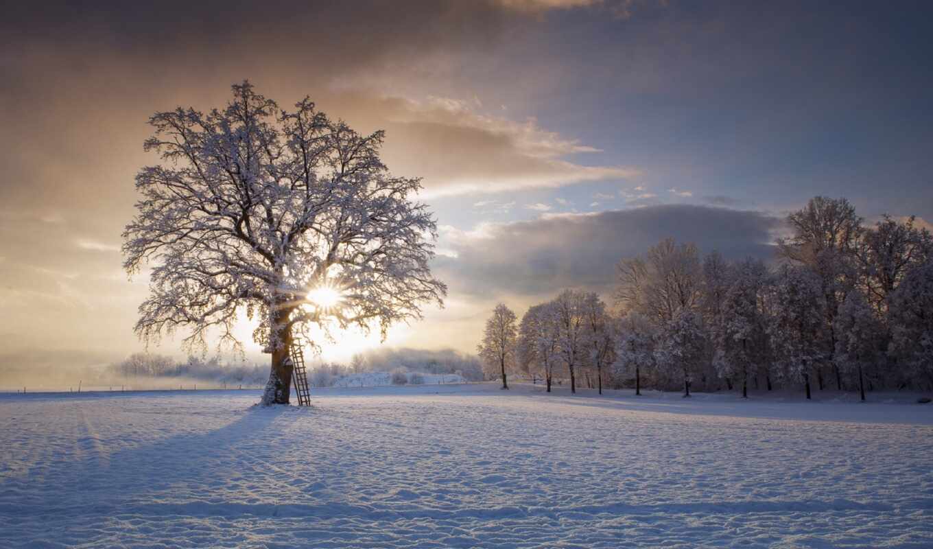 небо, дерево, снег, winter, облако