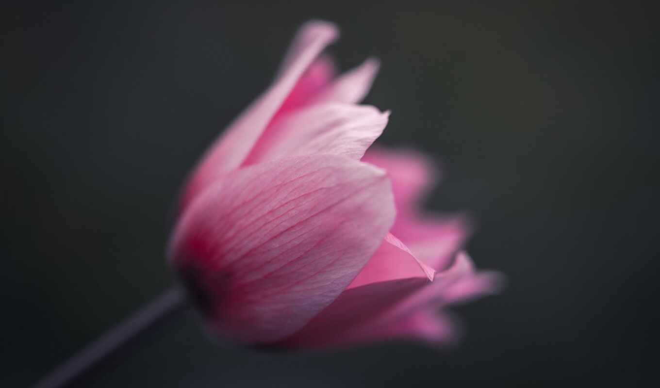 black, flowers, pink, tulip