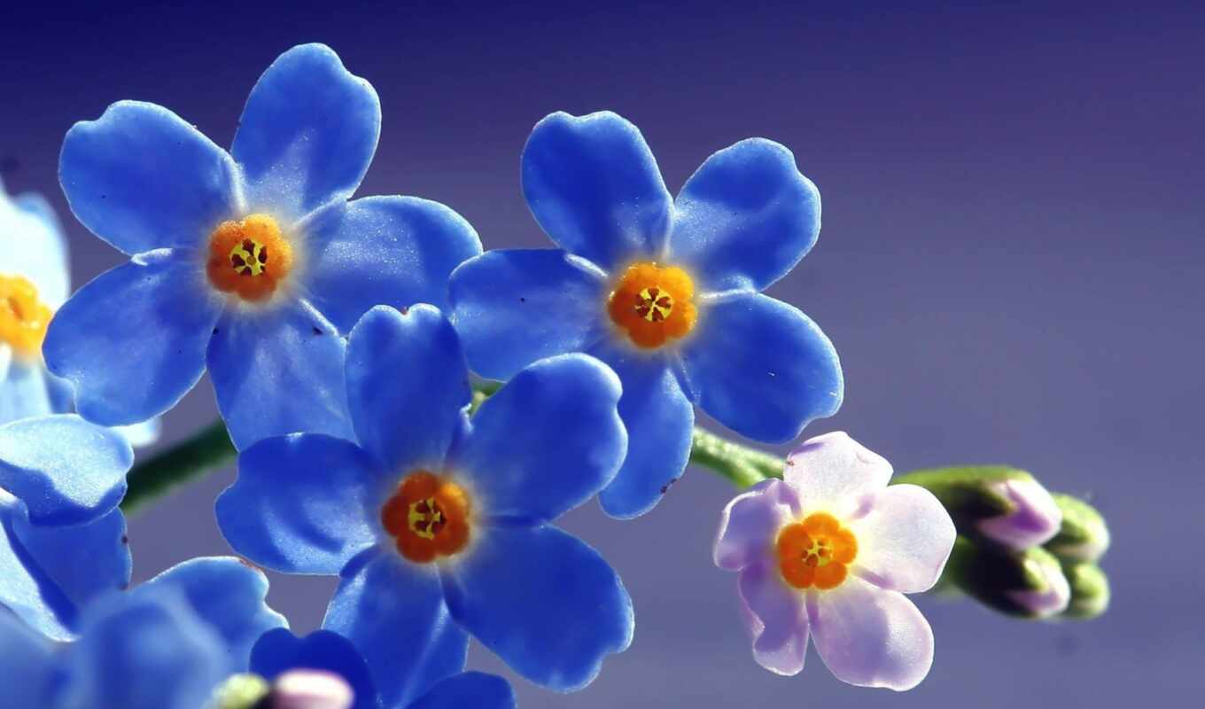 flowers, forget - me - not
