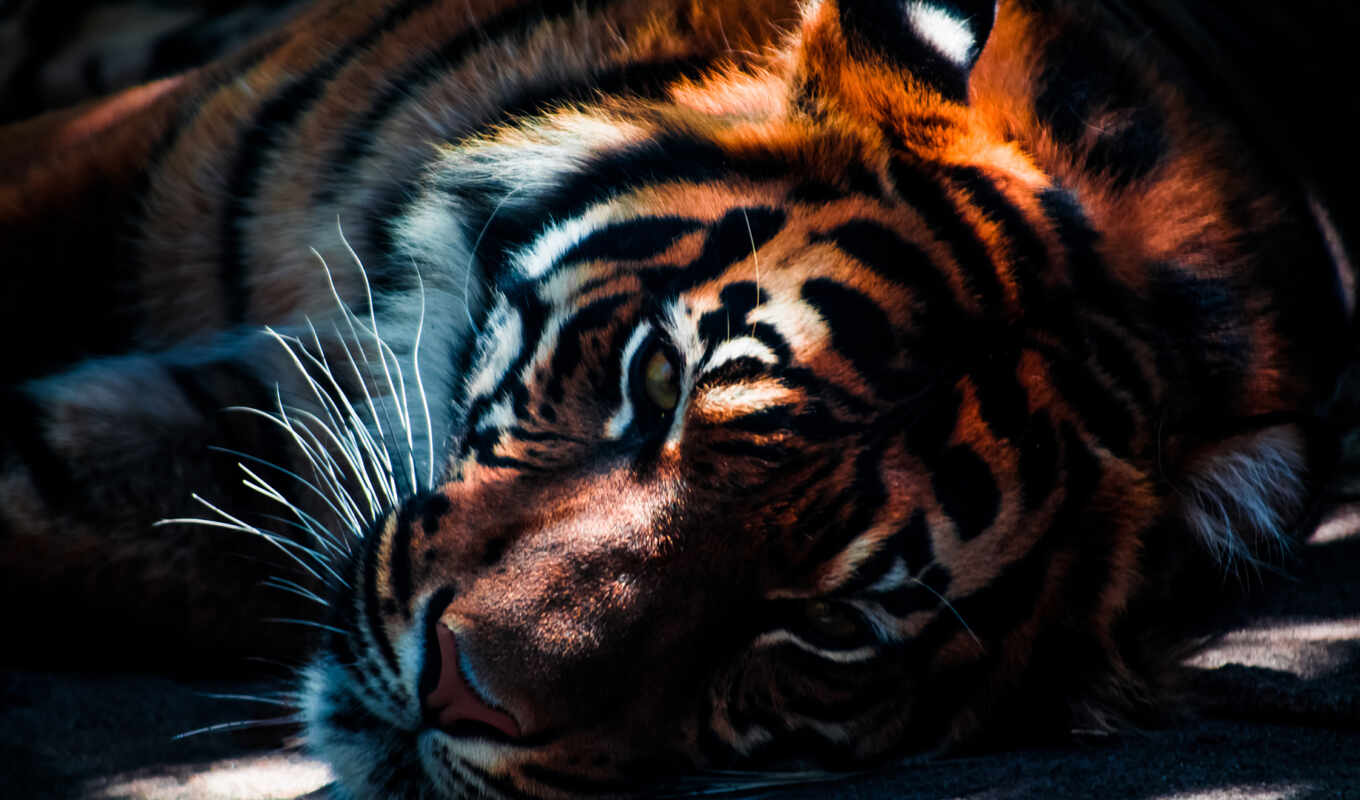 cat, tiger, animal, orange