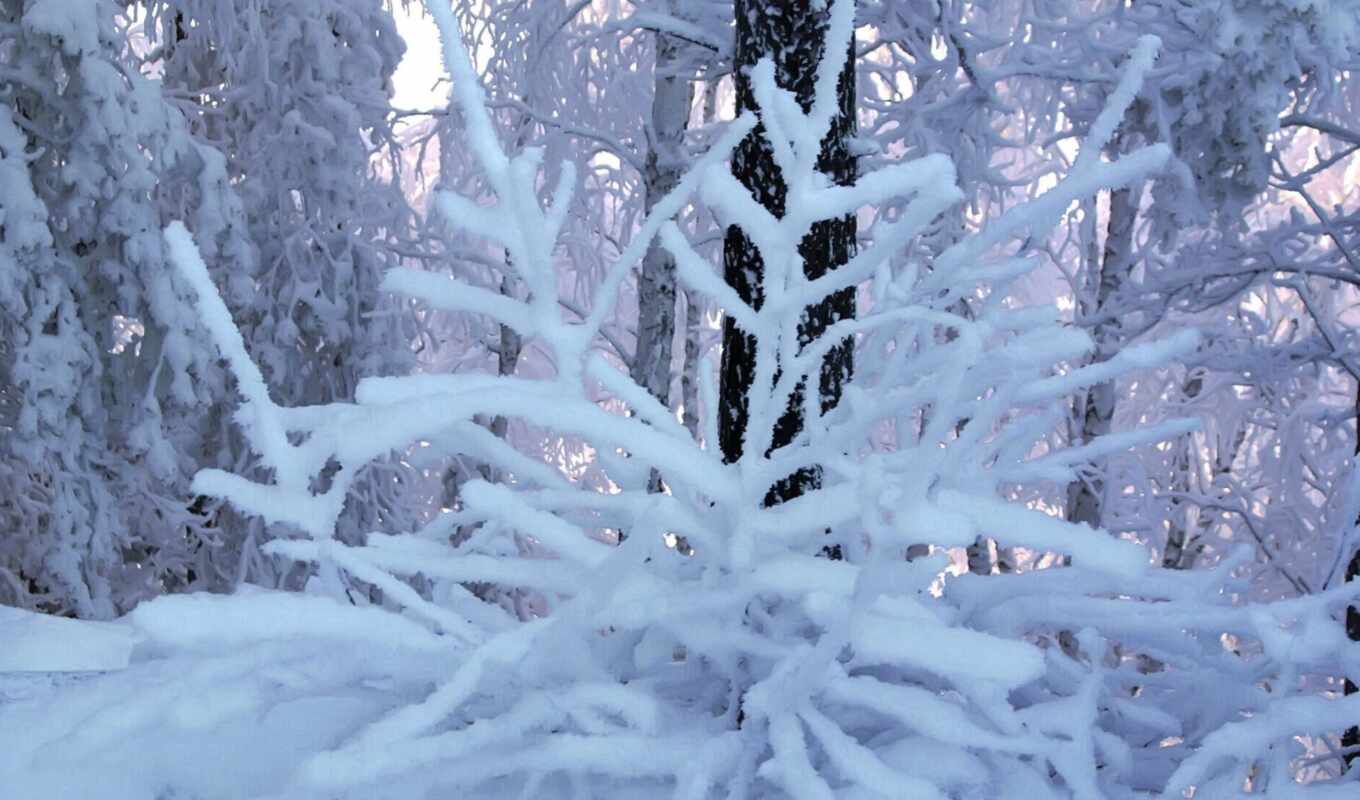 иней, winter, branch