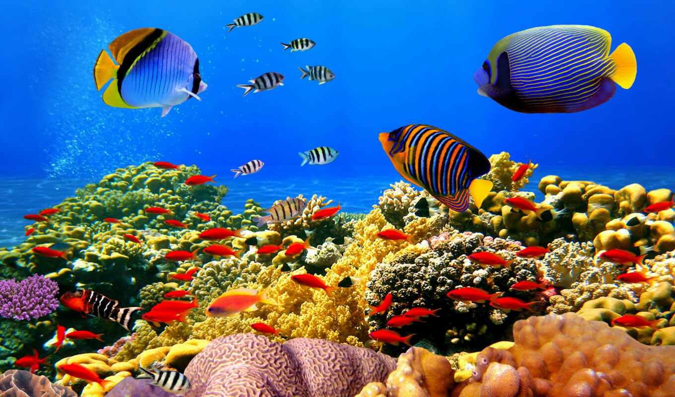 fish, underwater, corals