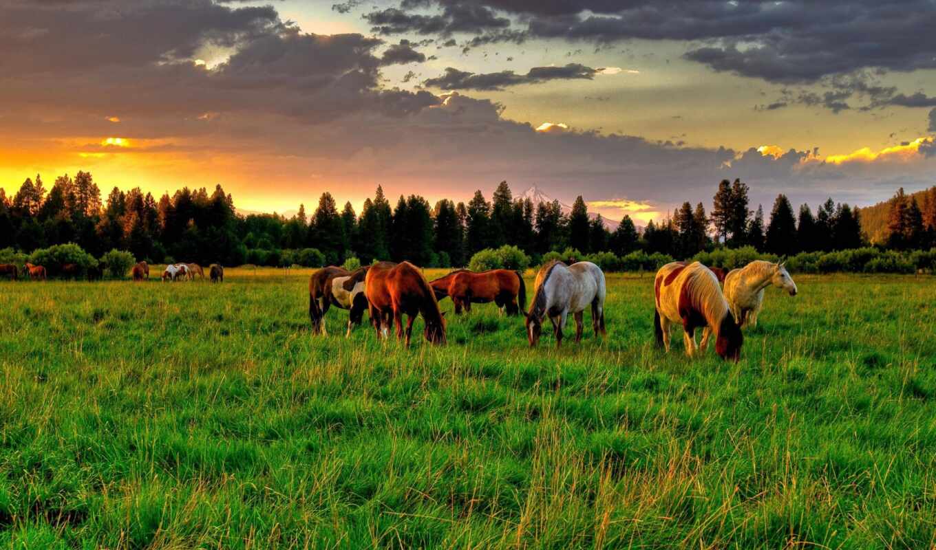nature, summer, horse, photos, яndex, card, horses, herd, collections, collections