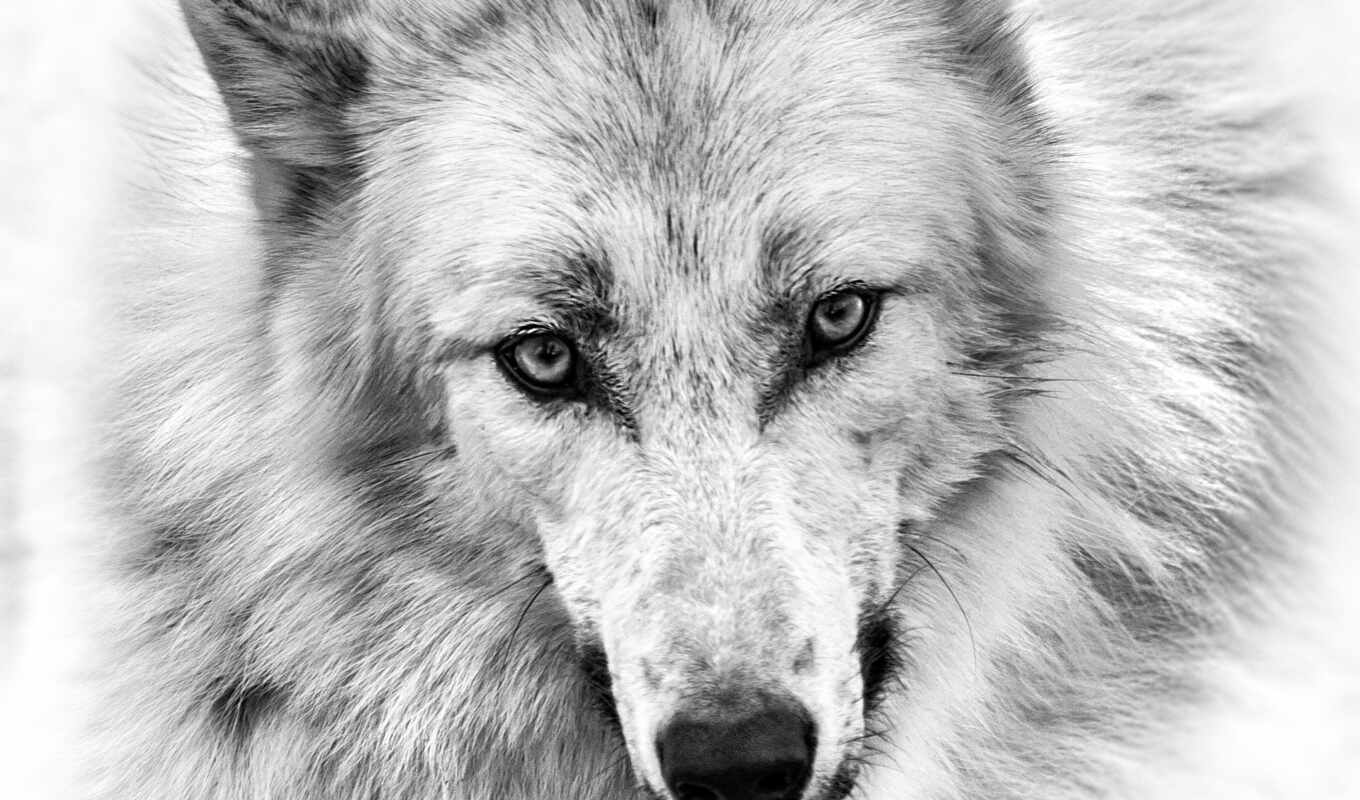 art, more, best, print, images, see, волк, pinterest, wolves, ideas