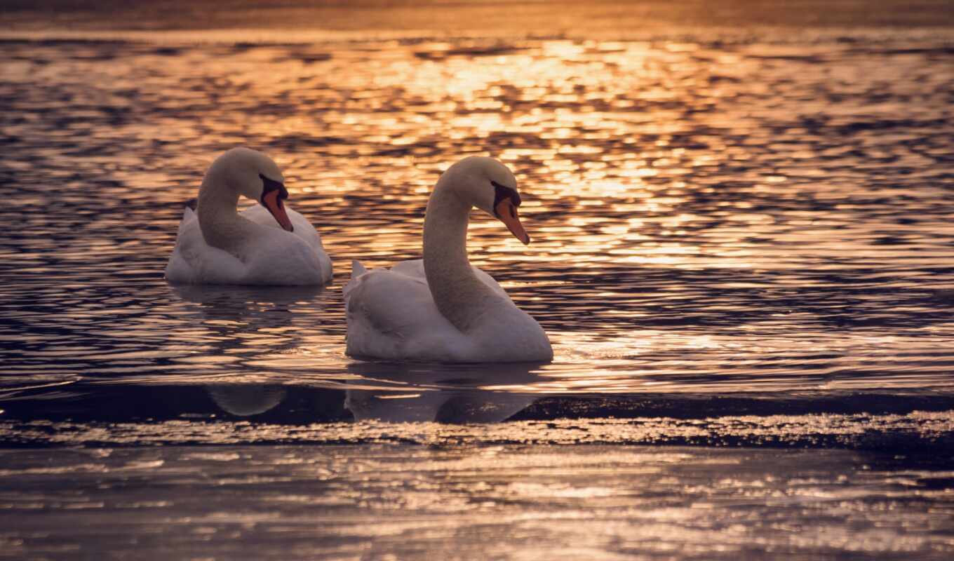 lake, sunset, swans, two, swan, zhivotnye, pair, birds