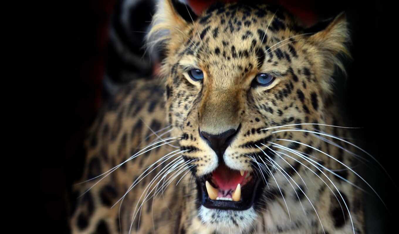кот, леопард, хищник, wild, animal, ухмылка, зверь, feline