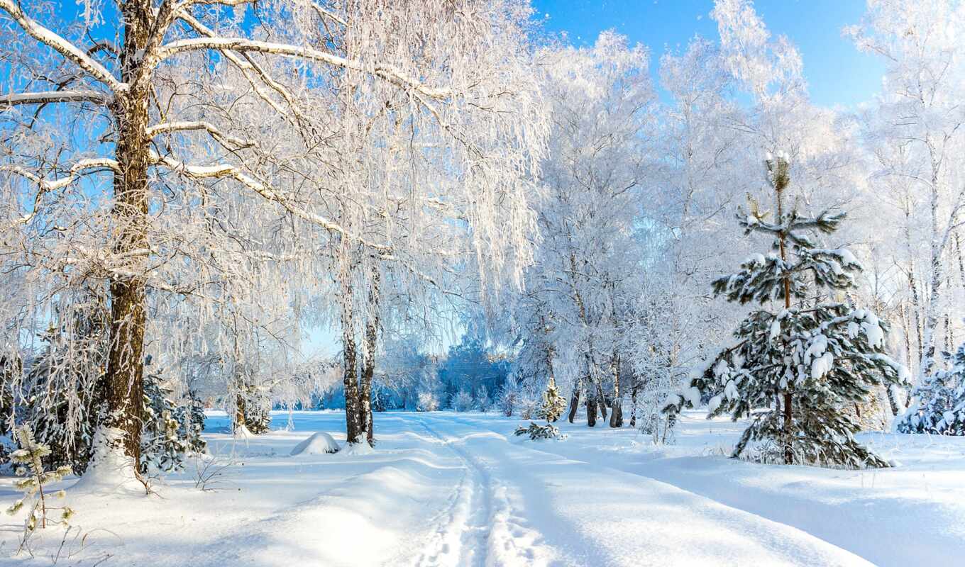 tree, snow, winter, Russia, village, boron, fore