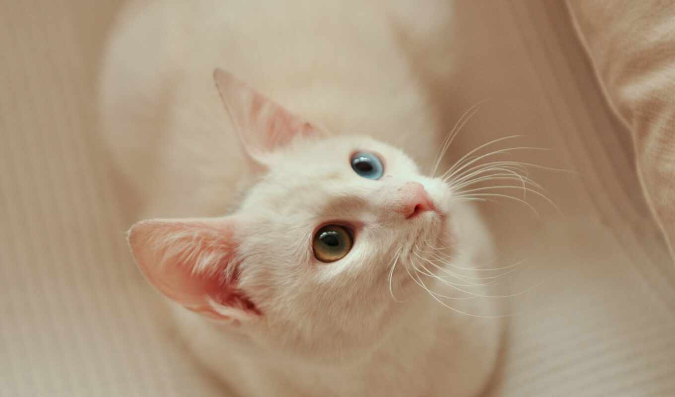 white, кот, different, animal, manee