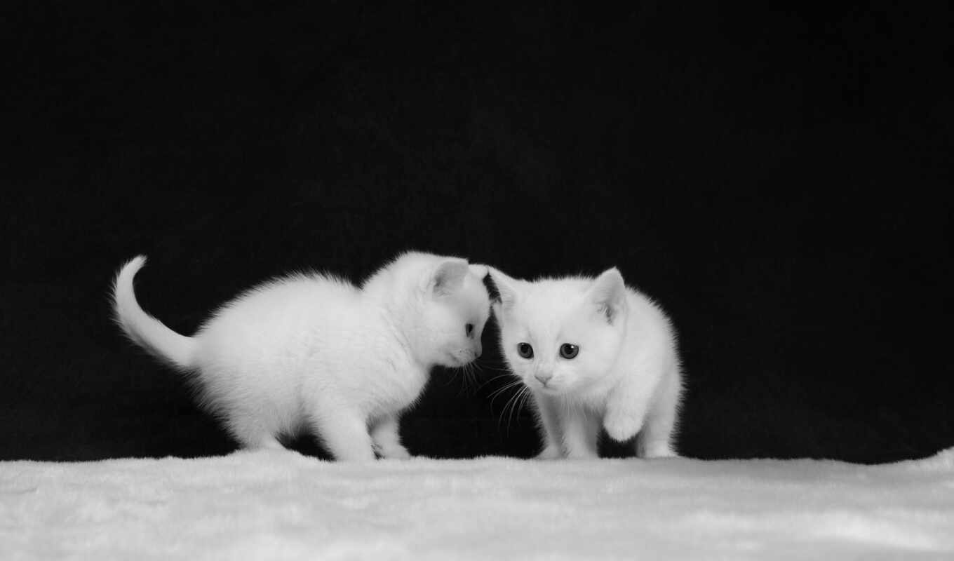 black, white, живопись, котенок, anim, animal, два