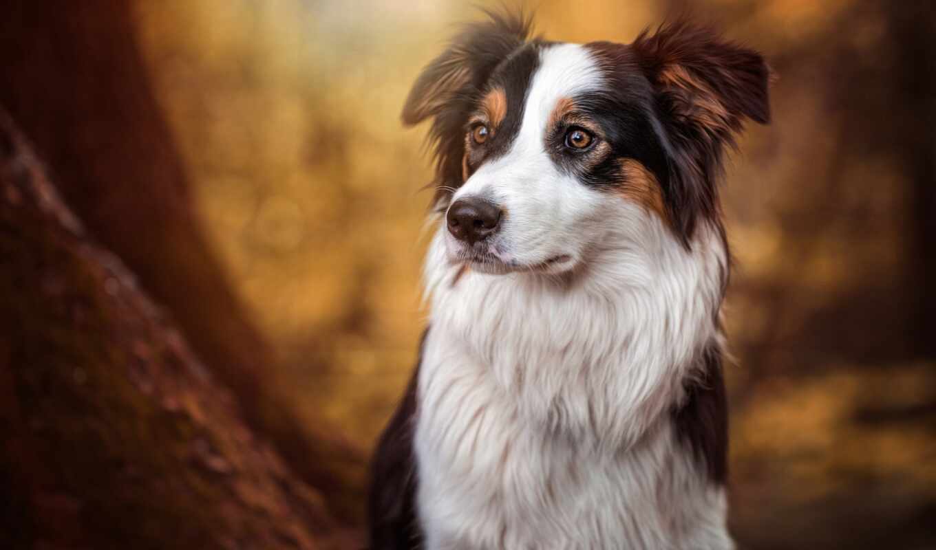 view, group, dog, see, breed, border, northern, collie