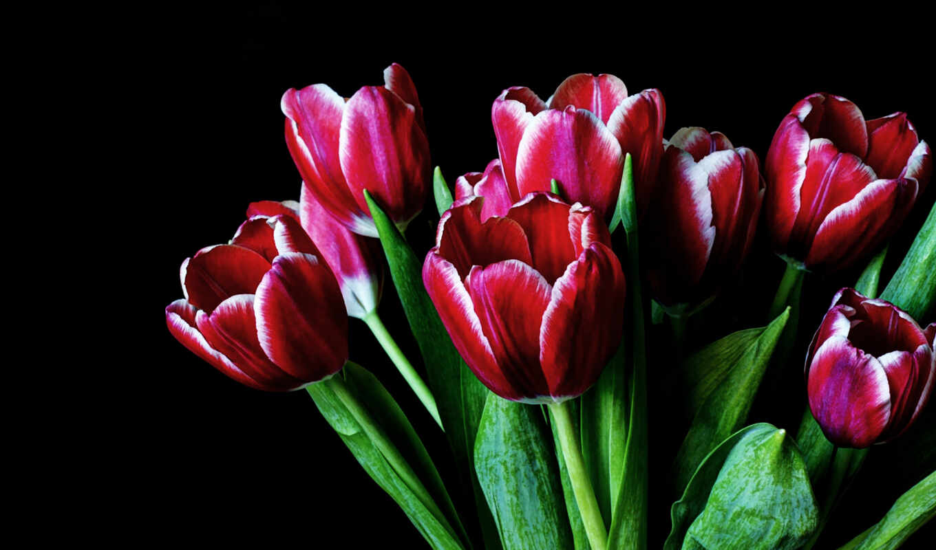 flowers, tulip, funart