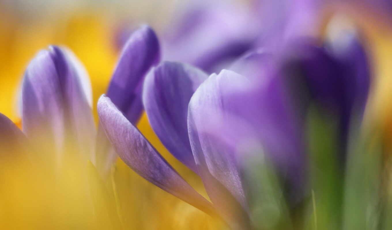 crocus