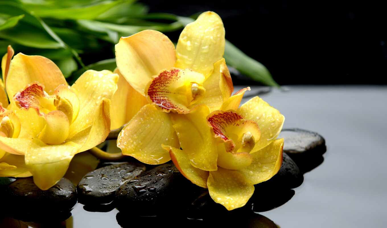 цветы, drop, камень, орхидея, funart