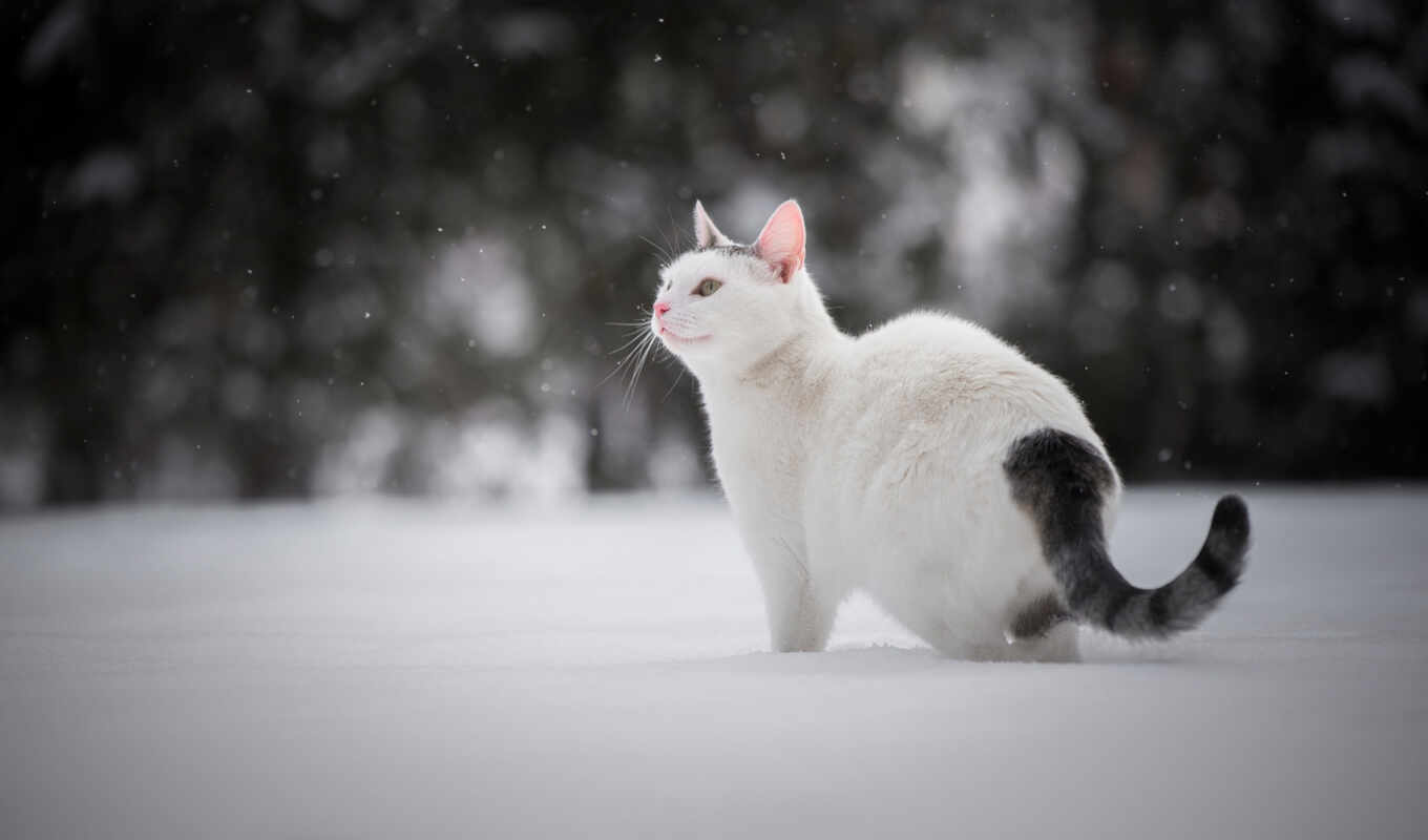 snow, winter, cat