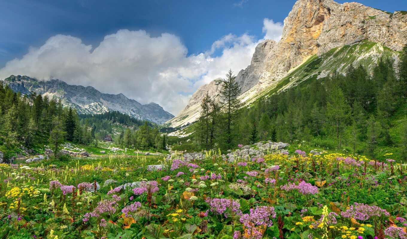 nature, flowers, grass, forest, mountain