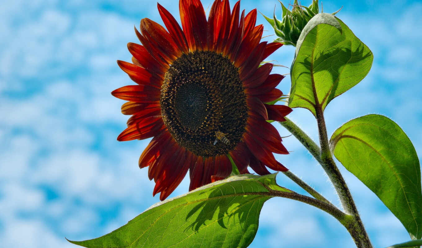 desktop, bee, red, sunflower, photography