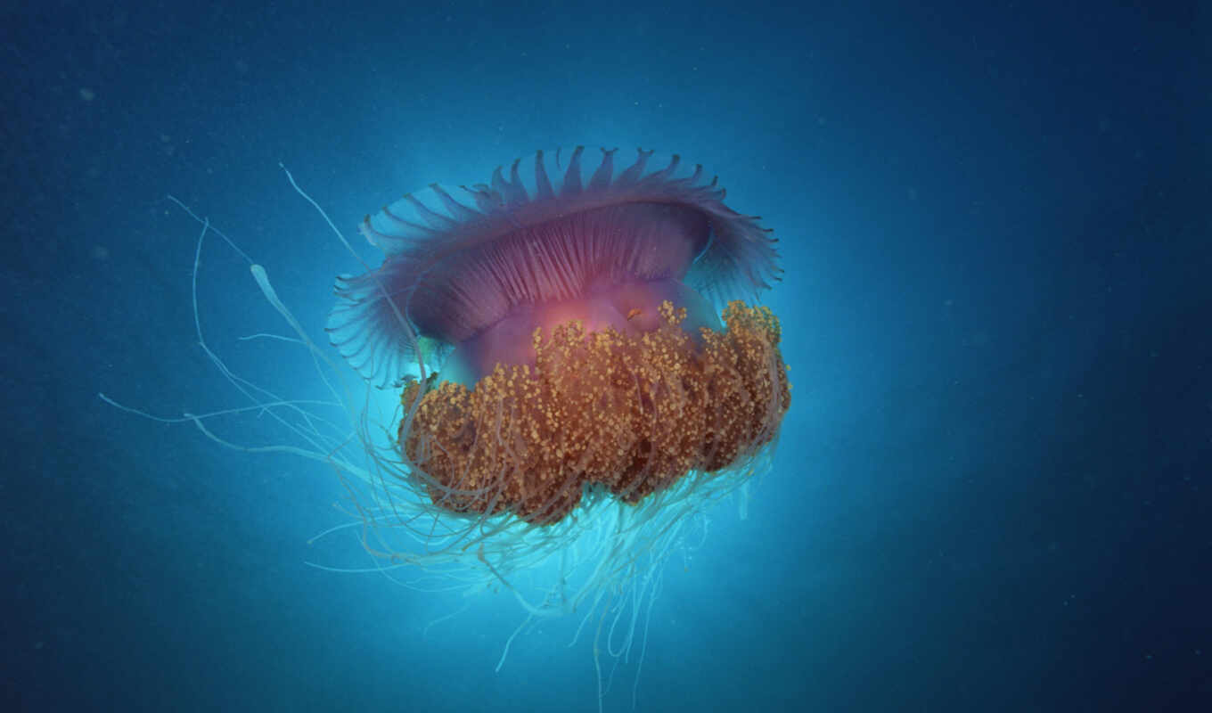 art, морские, синее, медузы, jellyfish, zhivotnye, underwater, океане, мохнатая