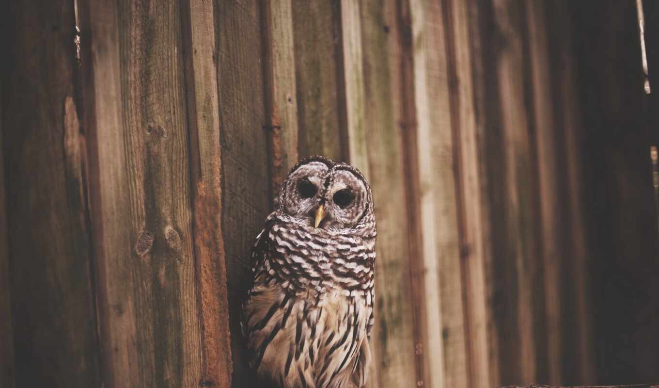 telephone, mobile, owl, smartphone, wooden