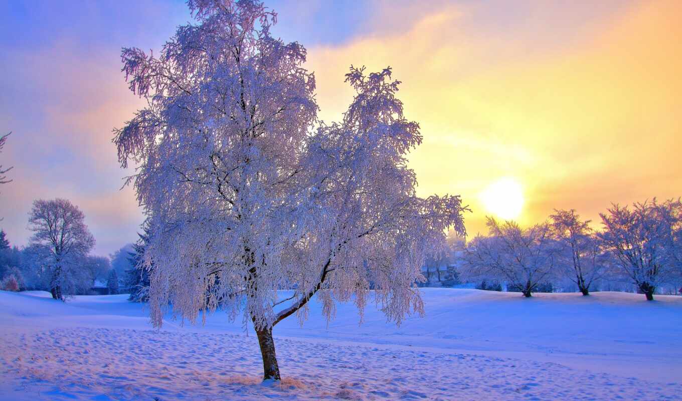 природа, sun, дерево, снег, winter