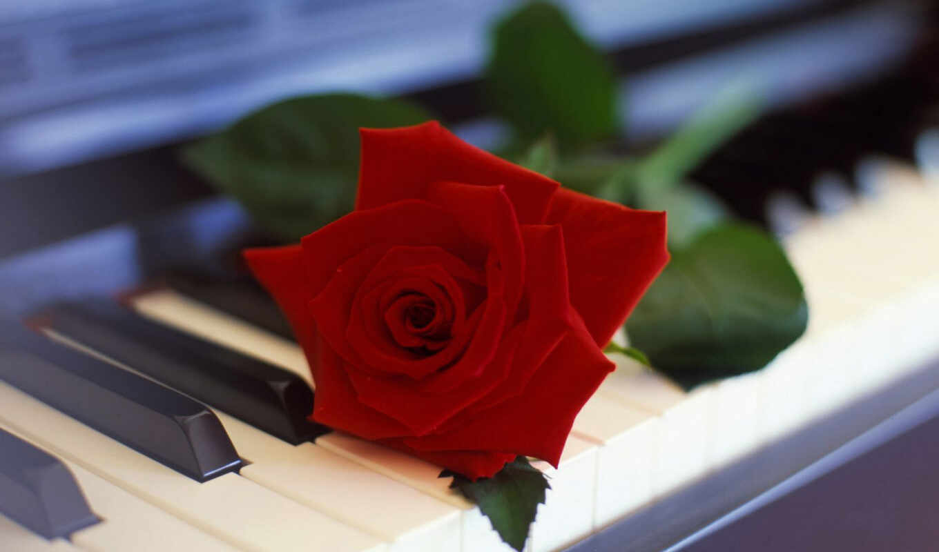 цветы, роза, музыка, red, презентация, life, piano, урок, нежный