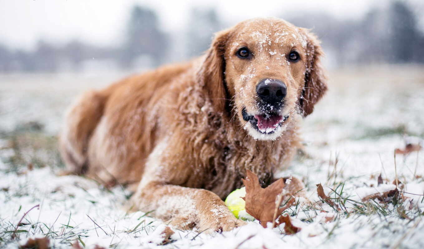 winter, dog, retriever