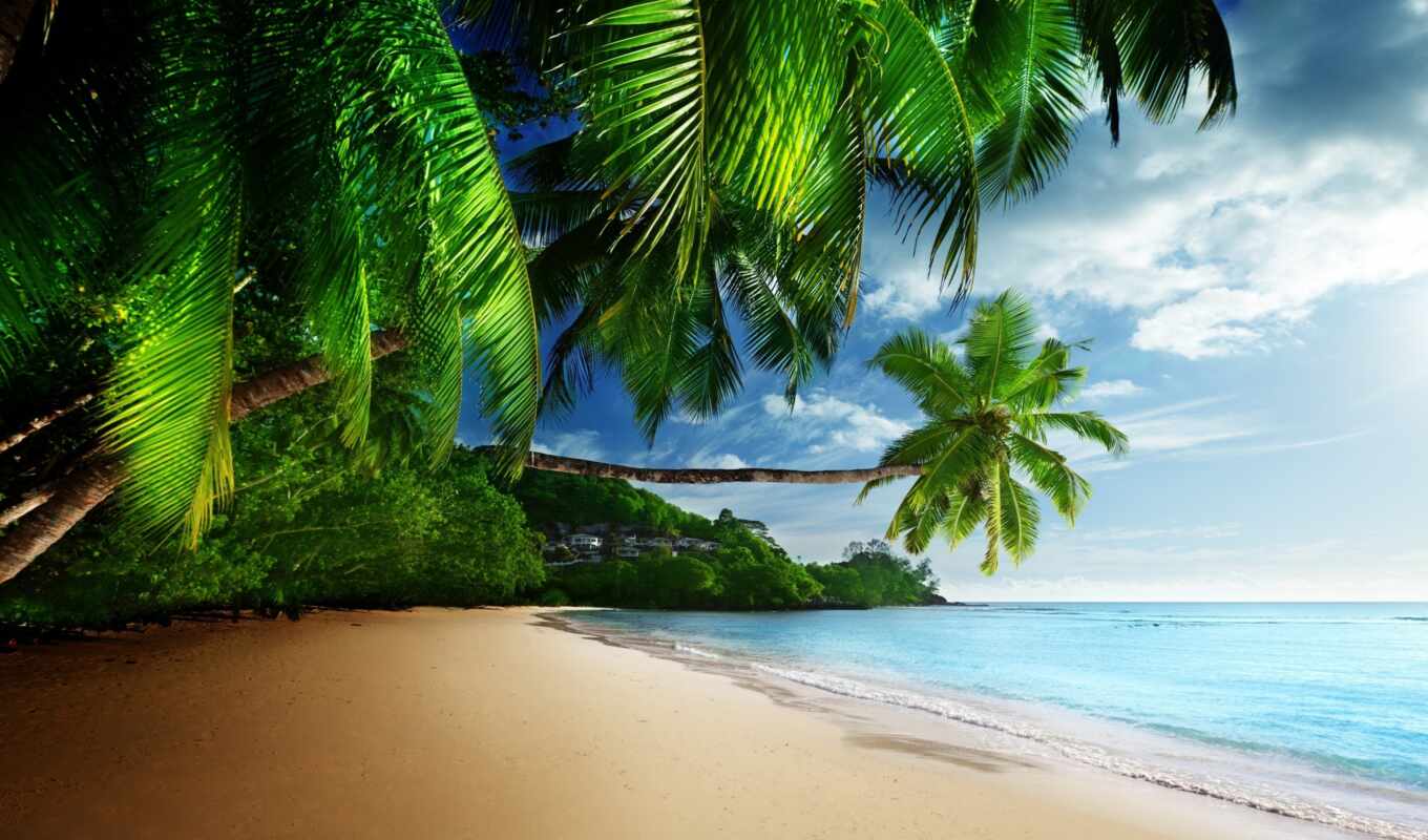 sky, sun, beach, sea, coast, sand, palm trees, ocean, tropics