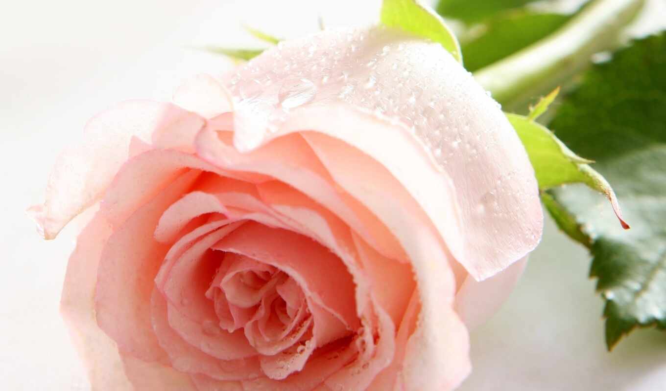 Фото Красивых Роз Высокого