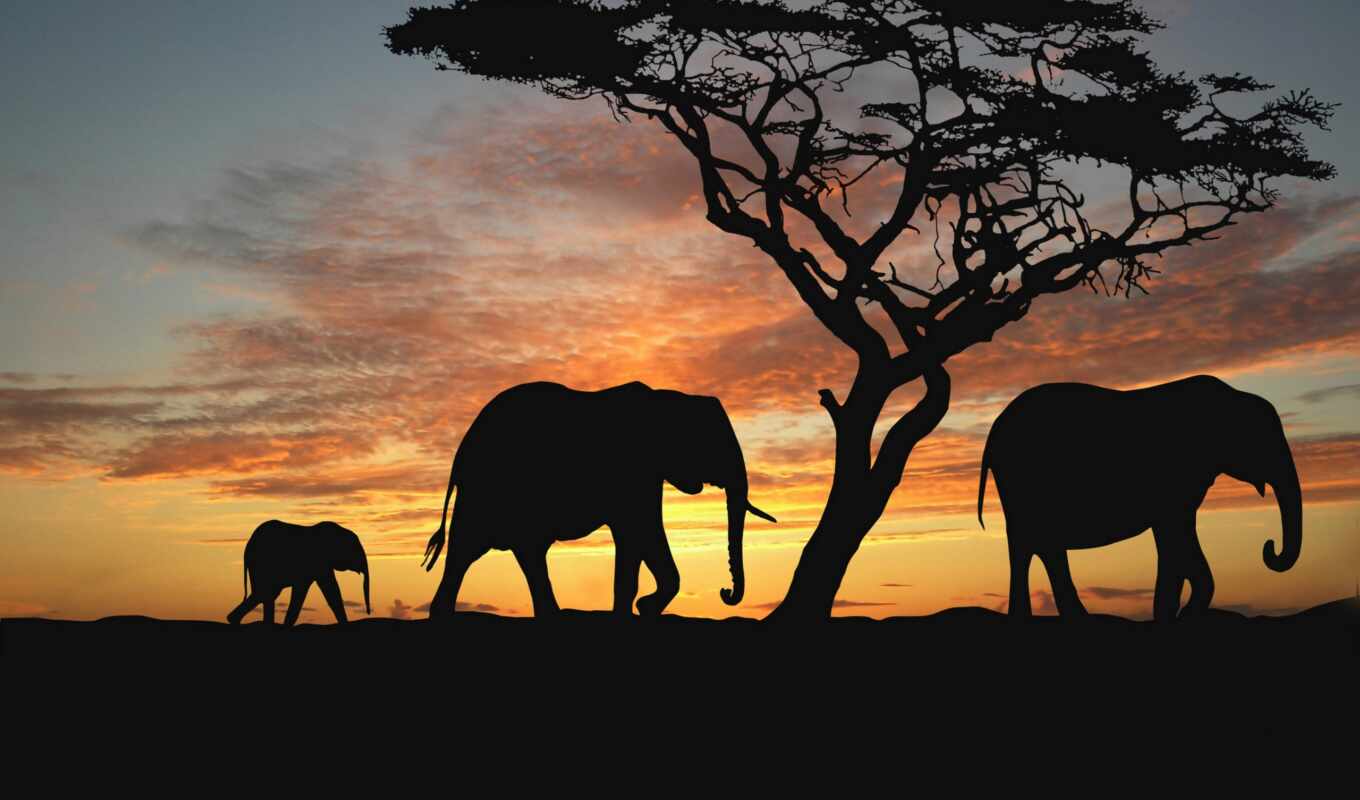 закате, закат, слоны, саванна, animals, trees, африка, солнца, zhivotnye