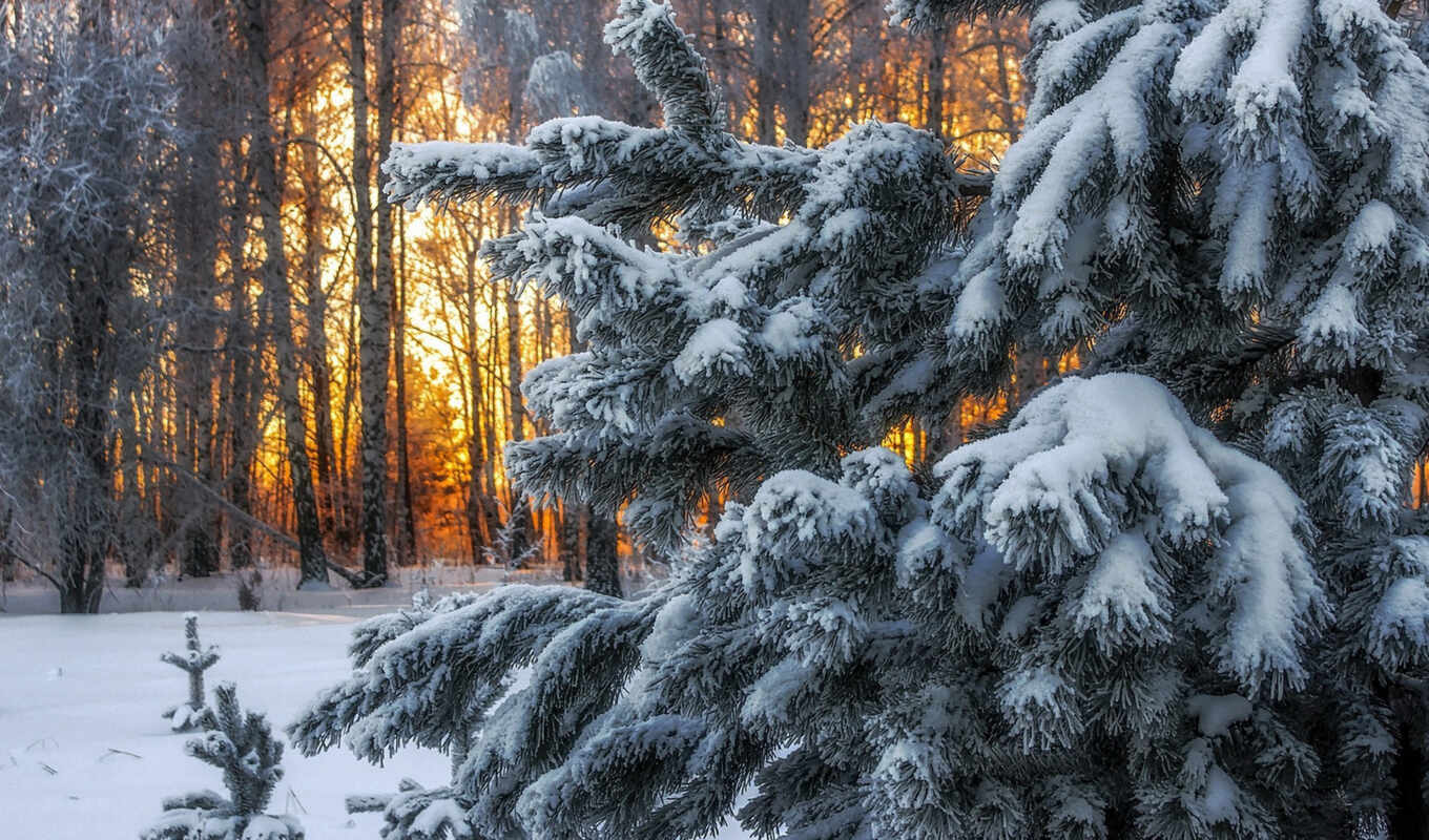 winter, лес, коллекция, skazka, картинка