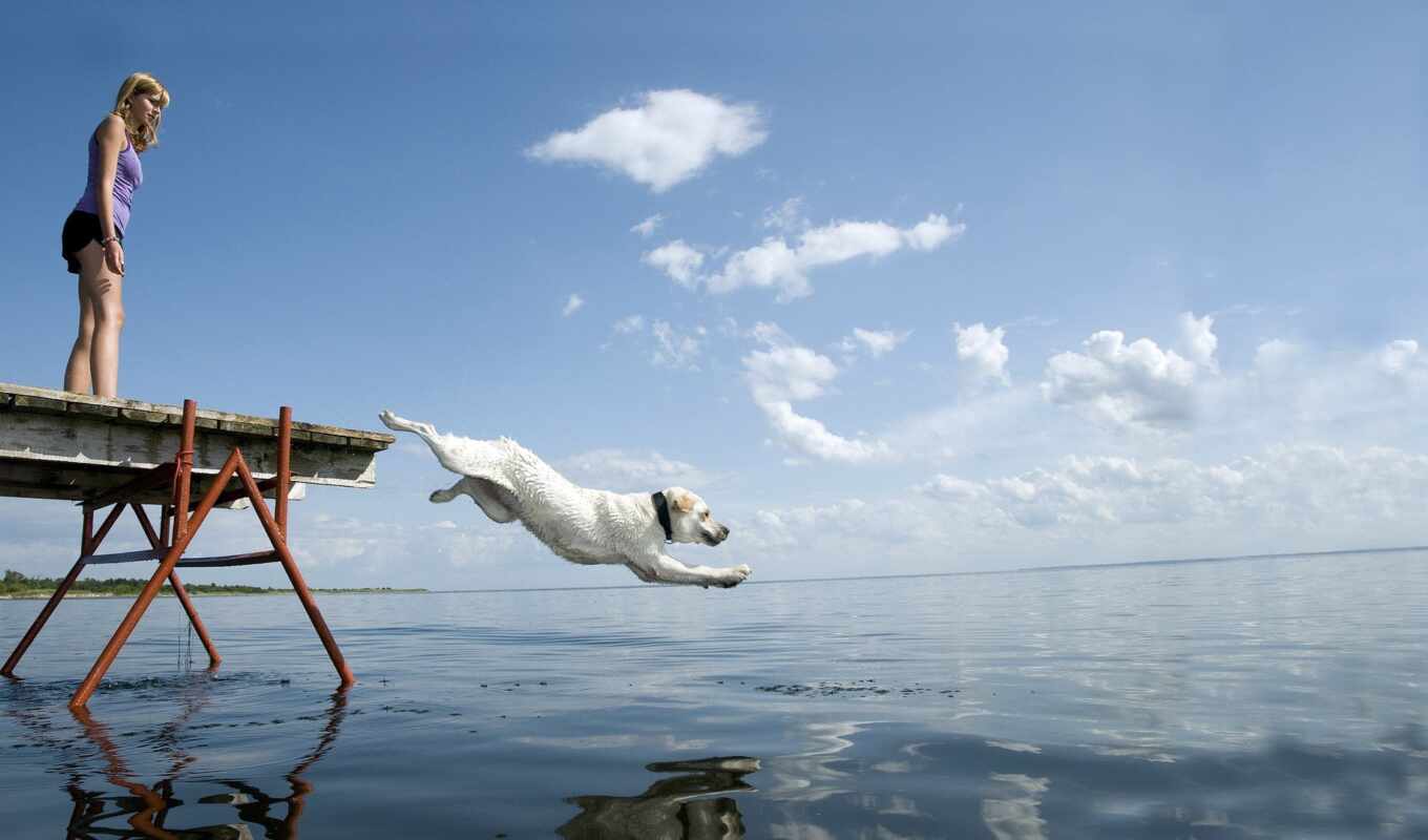 water, dog, jump, into, eng, navigation, twitterfacebook