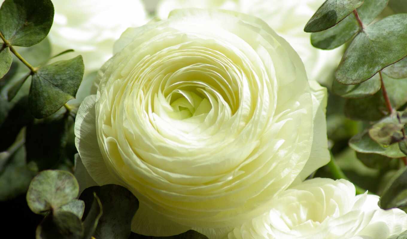 природа, цветы, роза, white, one, лепесток, растение, орхидея, drawing, чайная, slyi
