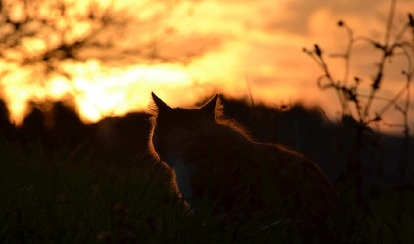 nature, cat