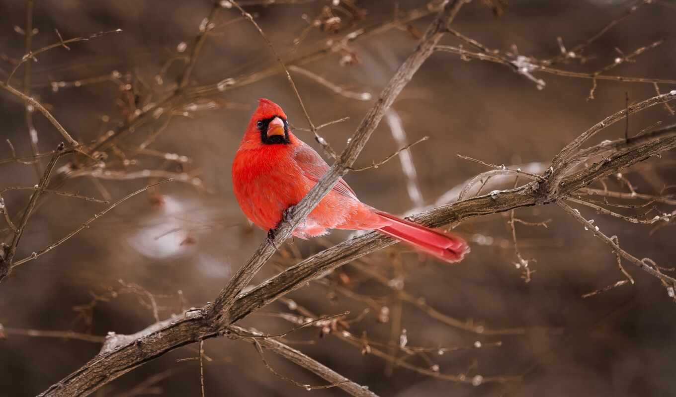 red, птица, кардинал