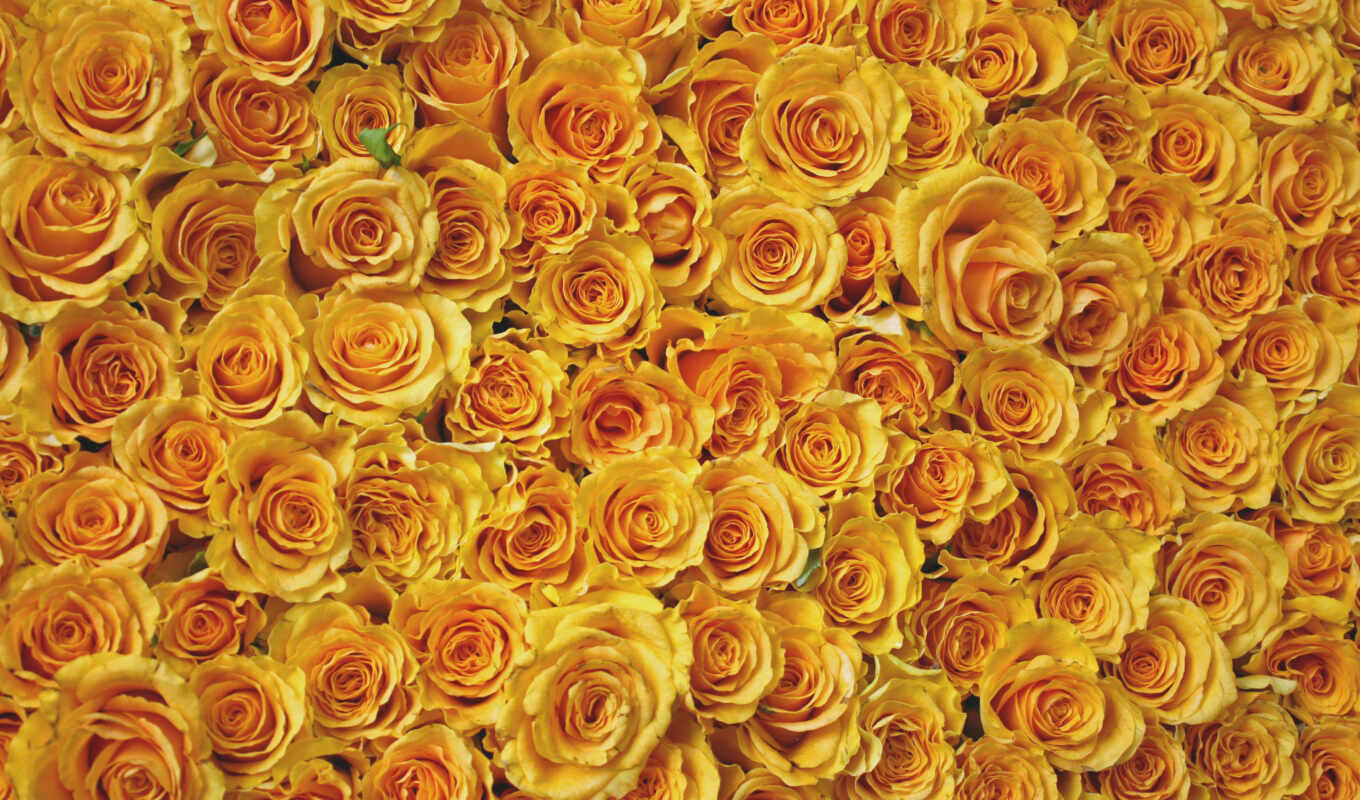 flowers, rose, texture, yellow, many, rare