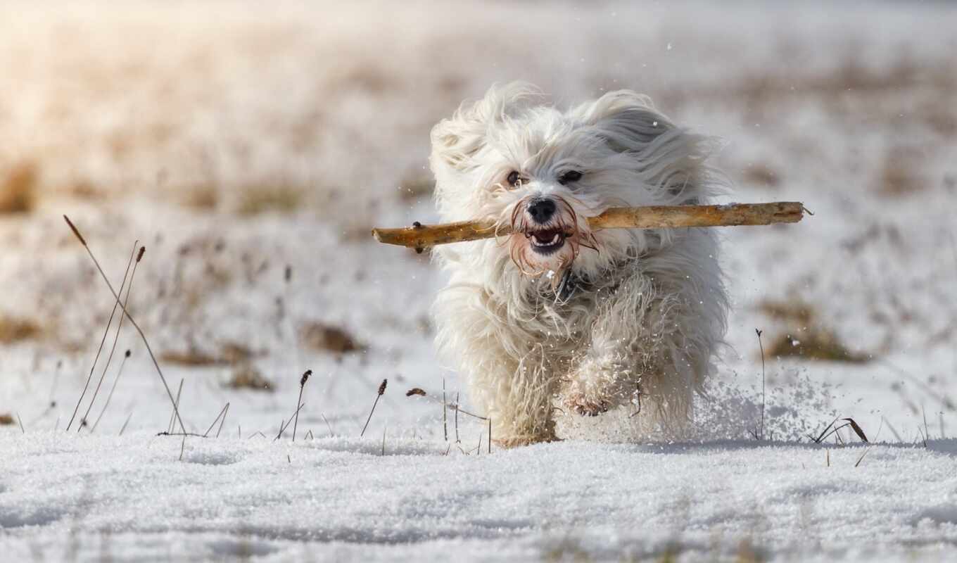 white, снег, собака, res, бежать, havanese, bichon