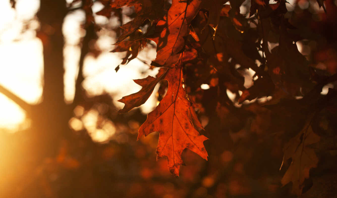 небо, лист, sun, закат, вечер, года, time, осень, деревя, листья, дубовые